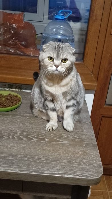 ШоТлаНдские кошечки вислоухие