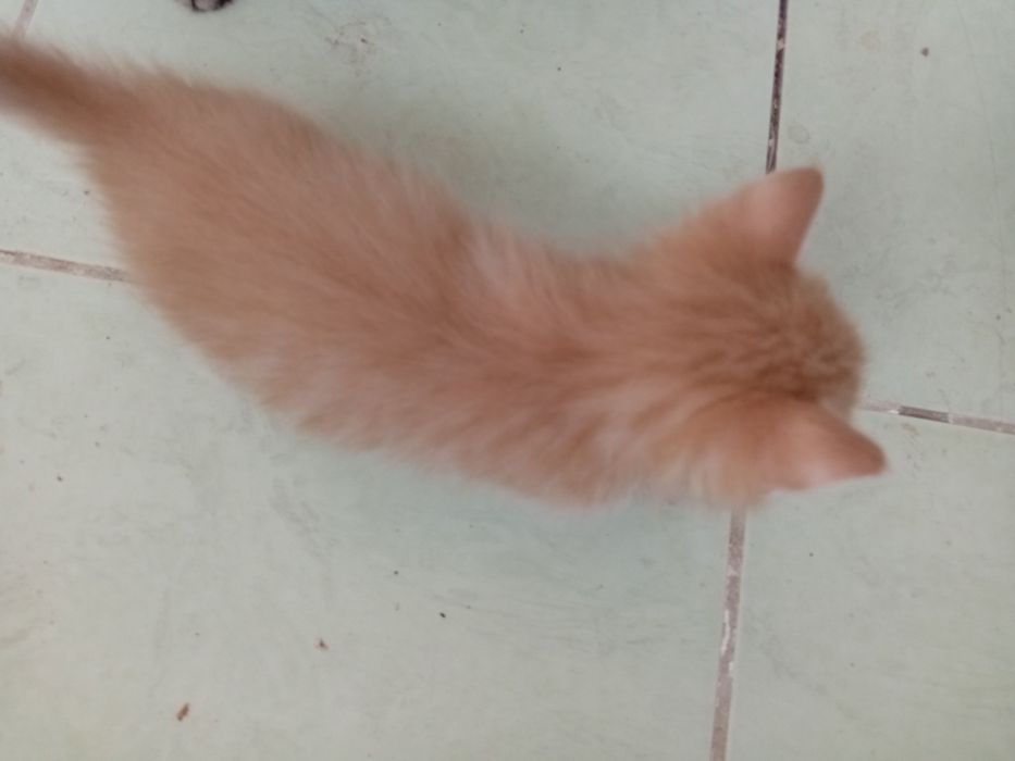 Сары мысыктар 1 айлык 3 еу