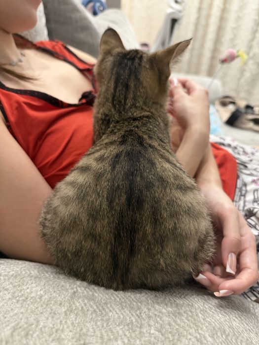 Котенок мальчик в добрые руки