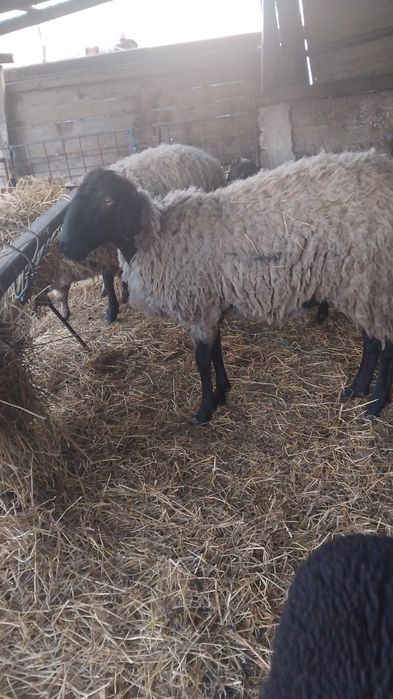 Oi  carabase  de vânzare