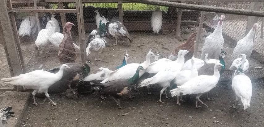 Едногодишни пауни