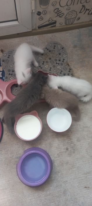 Продам котят     .