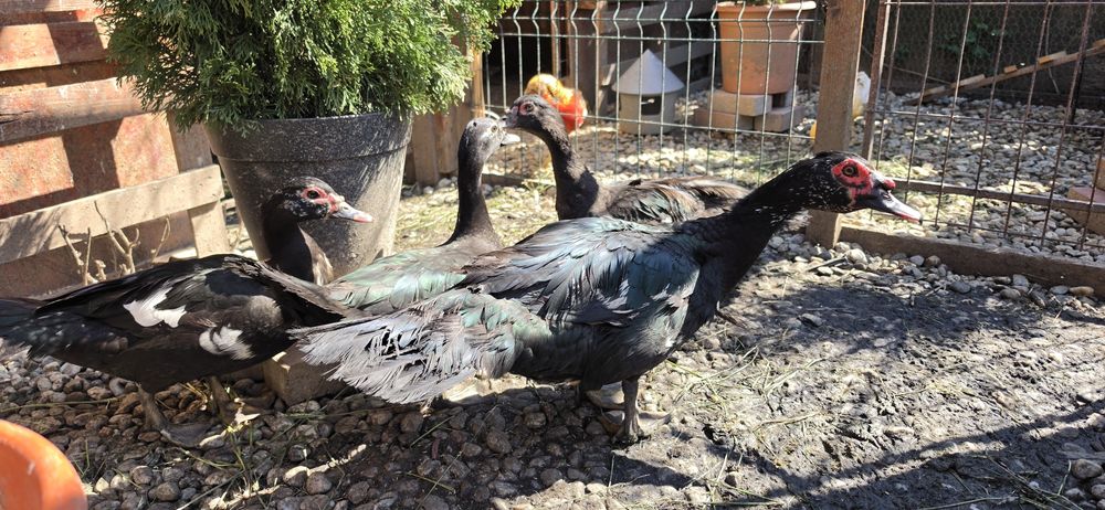 Familie Rațe Lesesti