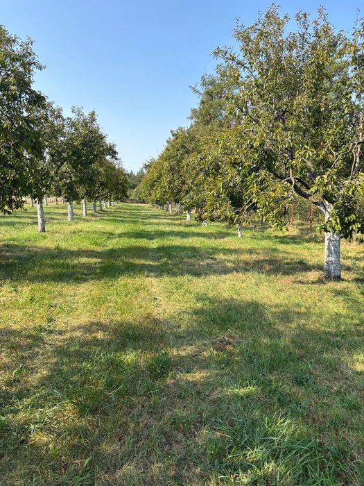 Prune de vanzare