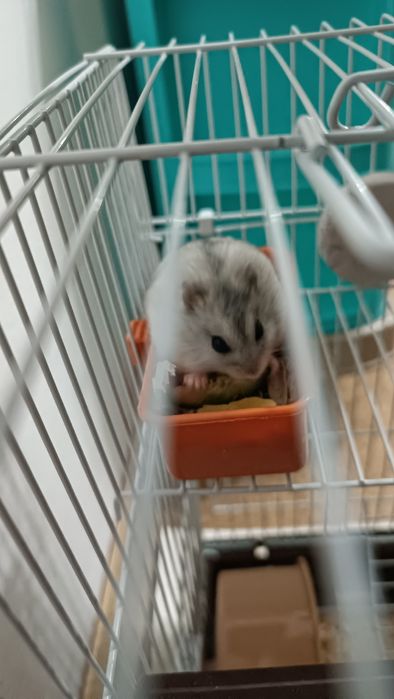 Хомяки Джунгарики