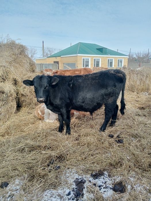 Продам бычка 1год 1 месяц