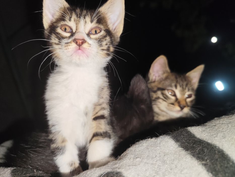 подарявам 4 котенца