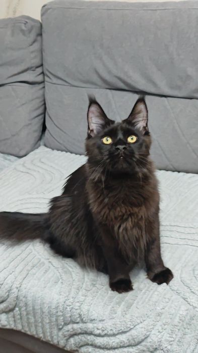 Мейн Кун мальчики