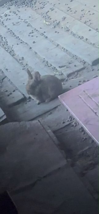 Продам Кроликов