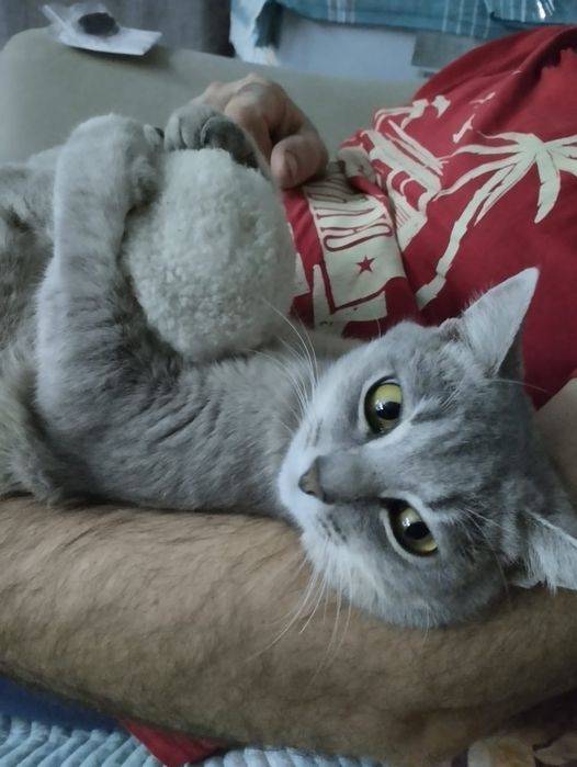 Кошечка в добрые руки