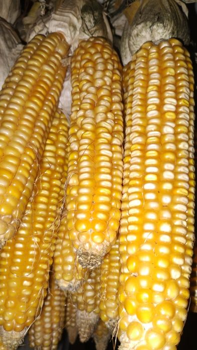 Porumb boabe sămânța