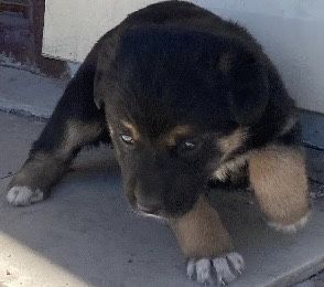 Щенята в добрые руки недорого
