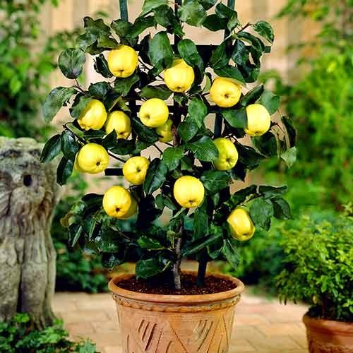 Pomi fructiferi pitici