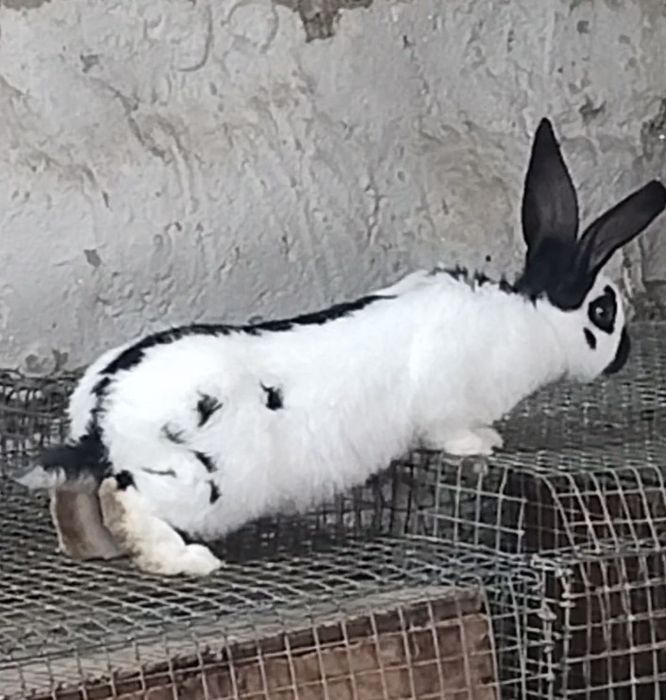 Продается молодой крол