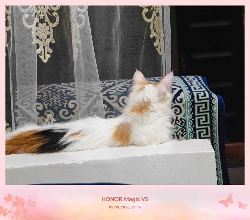 Кошка, стерилизованная, очень милая подруга