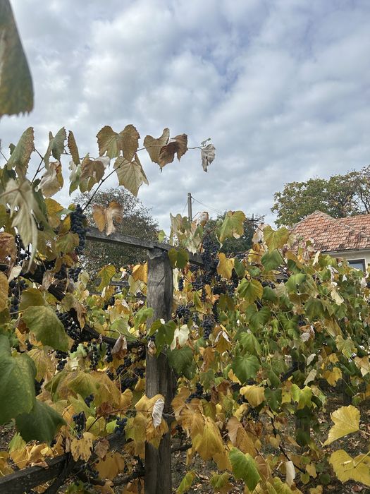 Struguri de vin,Dulci