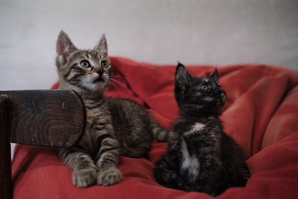 Котята 2 месяца.