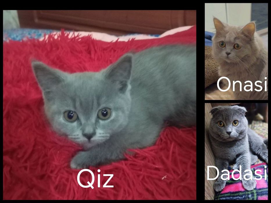 Scottish Fold 2 oyli