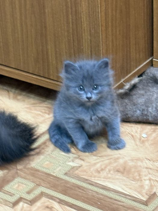 Котята  бесплатно