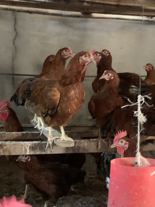 Ханхяп жўжалари сотилади xan xyap хан хяп корея