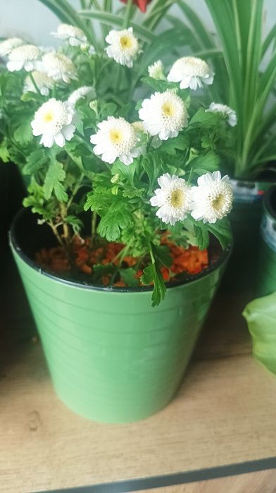 Тувак гуллари сотилади