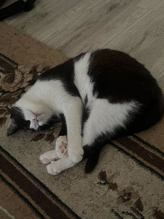 Отдам кошечку в добрые руки