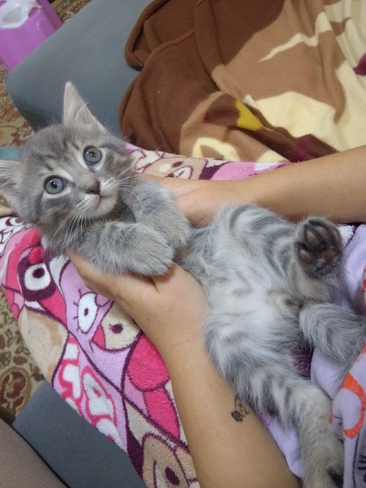 Отдам котят бесплатно