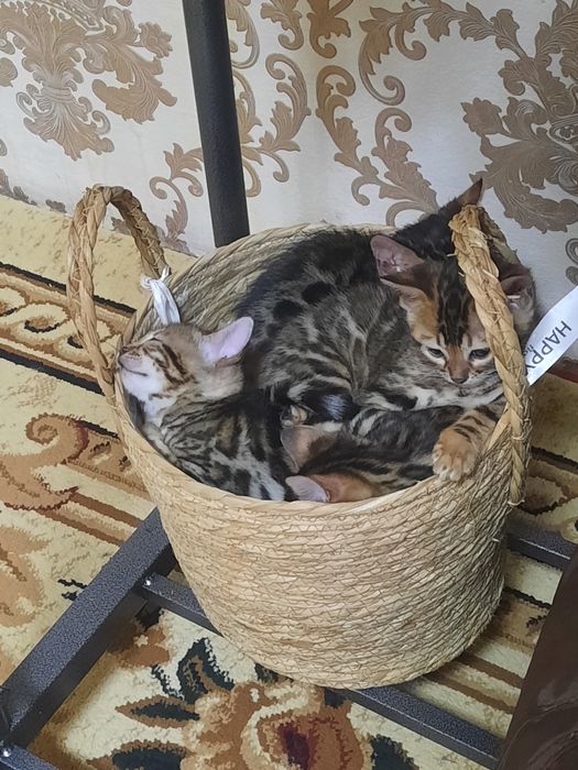 Бенгальский катята