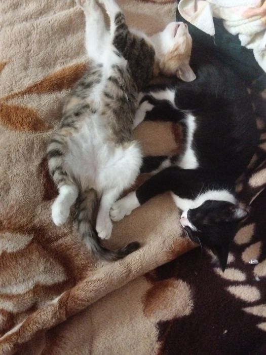 Отдам котят в добрые руки