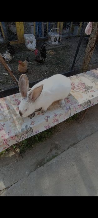 Iepuri de vanzare oferta