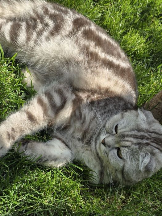 Шиншилла, Скотиш Фолд вяскага