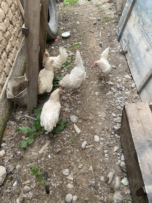 Куры несушки молодые