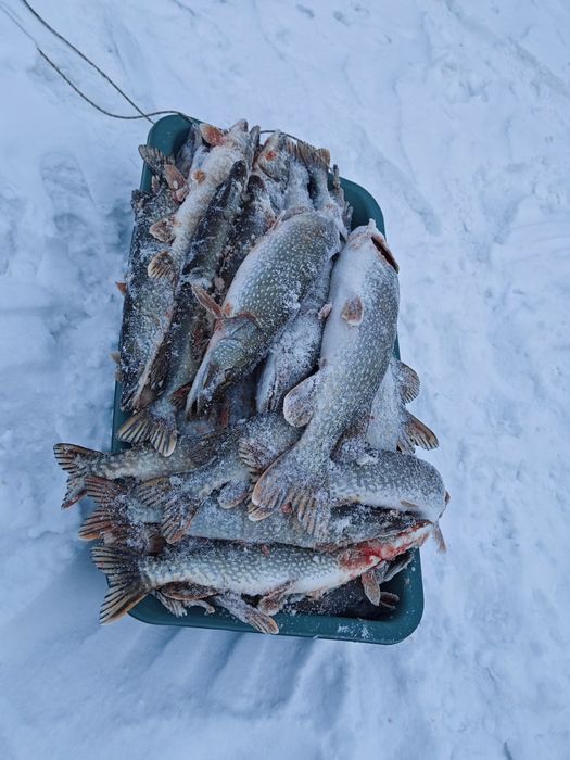 Щука мороженная тургайская рыба