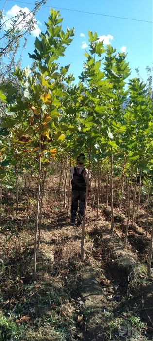 Manzarali daraxtlar va archalar sotiladi