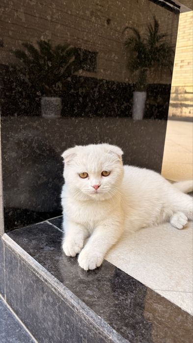 Шотланская вислоухая кошка