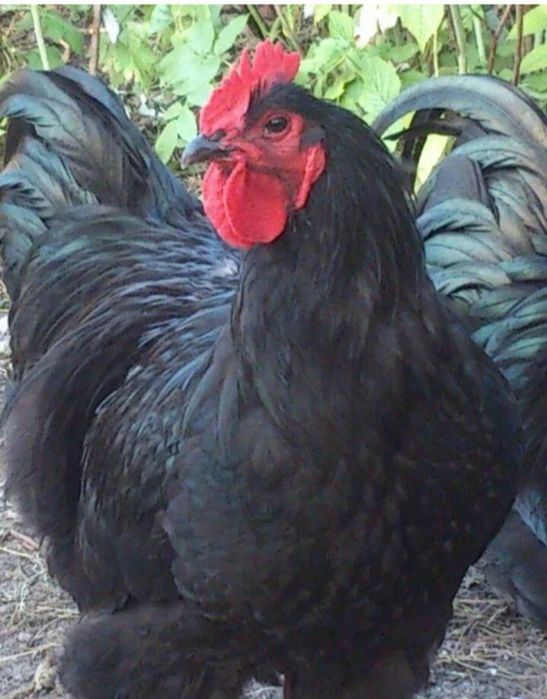 Жерси гигант кора товук тухумларига заказ оламиз