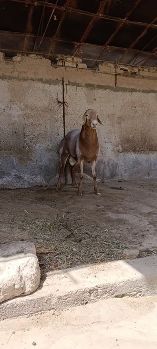 Arashan qoʻy 1 yosh boʻldi