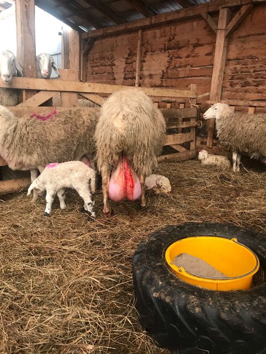 Mielute Assaf de vamzarw