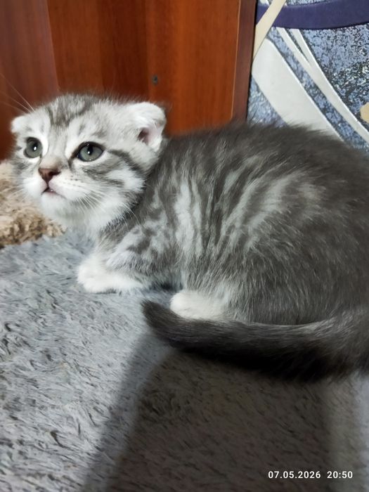 Продаются шотландские котята
