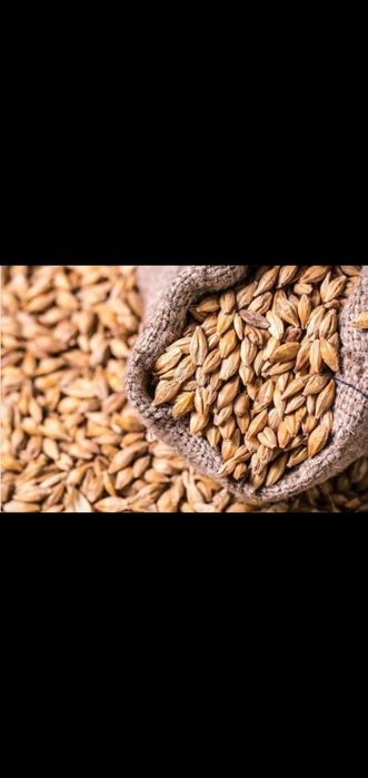 Продам  Ячмень Урожай 2025