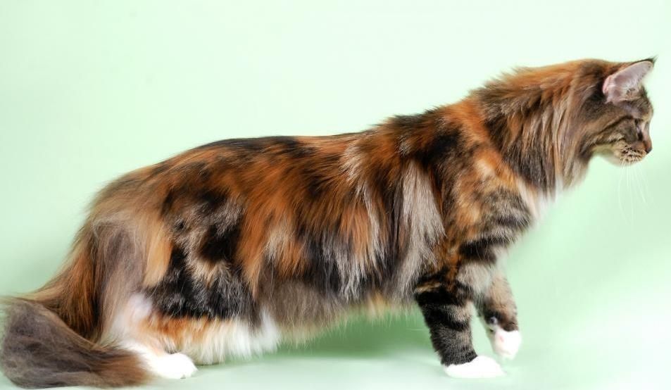 Кошка- Собака! Домашний Гигант ! МЕЙН- КУНЫ- ЧЕРЕПАХИ