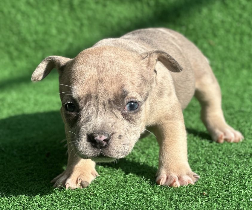 Американско були покет мерле