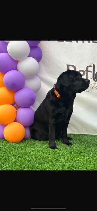 Предлагается для вязки импортный лабрадор