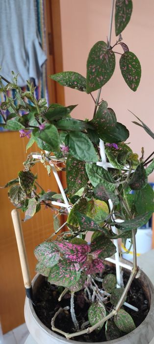 Цветы домашние с подоконника