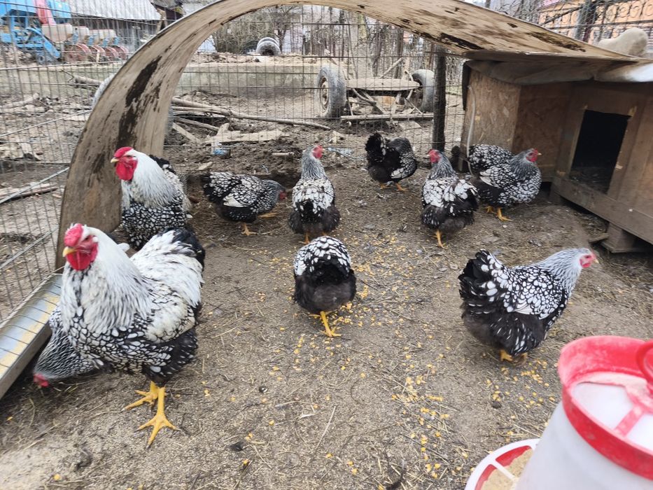 Oua de incubat Wyandotte