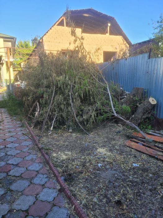 Дрова бесплатно.