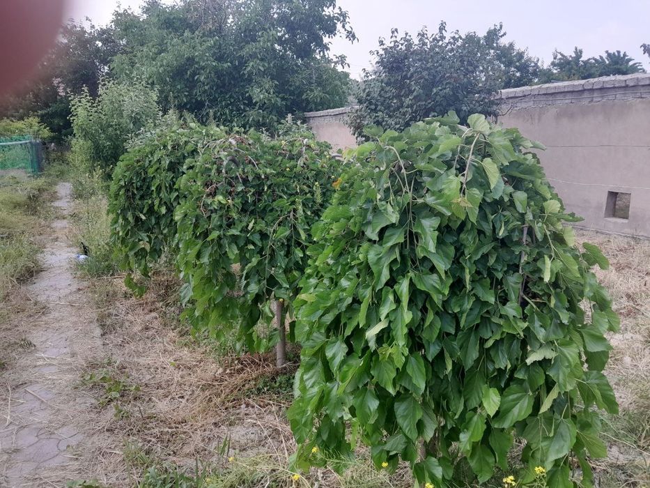 Sro'chna prodayotsya 8.5+8.5 soti dacha kak zemlya prodayotsya.