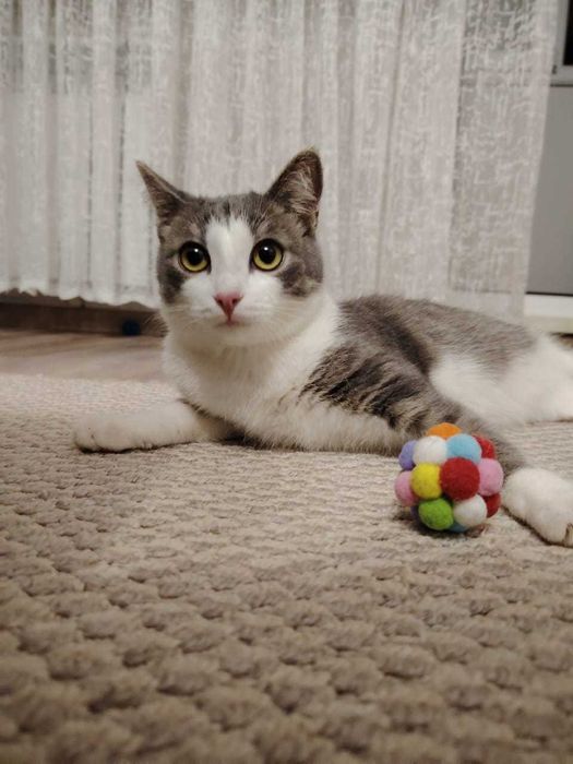 Котёнок-мальчик Барсик ищет дом и надёжных хозяев