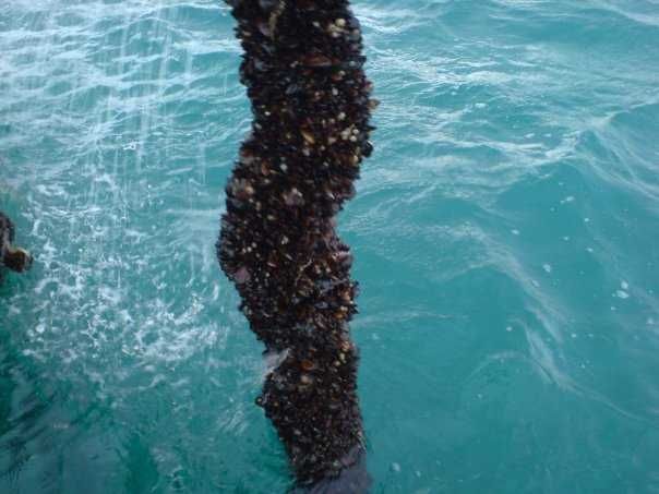 Ферма за култивирани миди