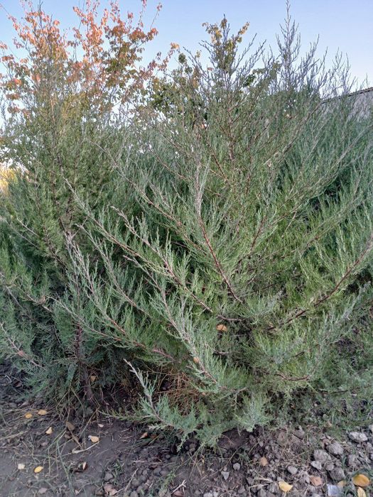 Mojevelnik archa ko'chati